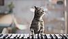     
: Cat_piano.jpg
: 499
:	44.9 
ID:	62922