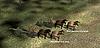     
: 165572Artilleryhorses.jpg
: 1412
:	470.1 
ID:	30516